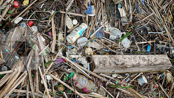 Trash Littering the banks of Montreal's Île-de-la-Visitation Nature Park