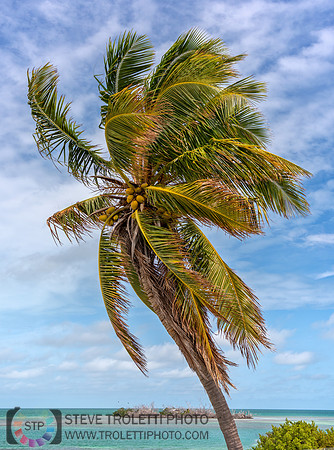 Palm Tree in the Wind - Florida Keys
