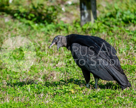 Black vulture gagging