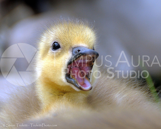 Attack of the Canada Goose gosling (Chick) / Attaque de la bernache de Canada (oison)