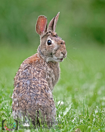 The Eastern Cottontail Rabbit /  Le Lapin à queue blanche