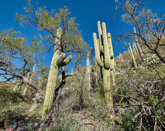 Saguaro Cactus Arizona