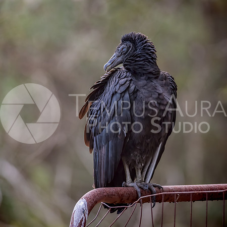 Black vulture