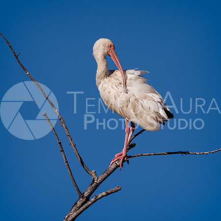 American white ibis