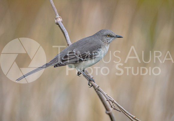 Northern Mockingbird perched on a branch