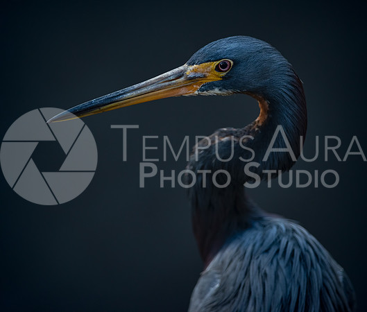 Portrait of a Tricolored heron