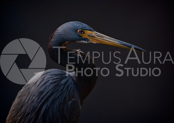 Portrait of a Tricolored heron