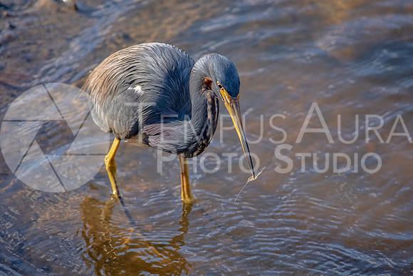 Portrait of a Tricolored heron fishing