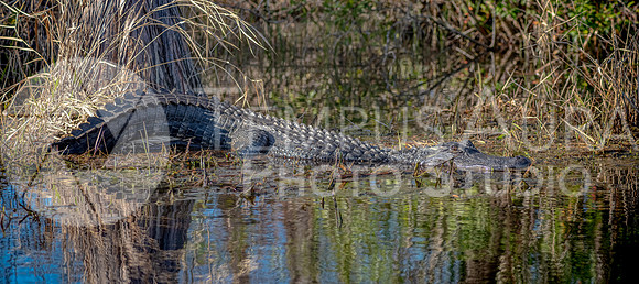 American alligator