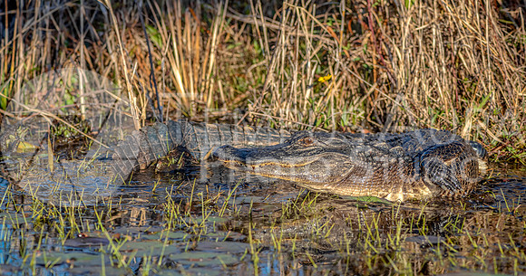 American alligator