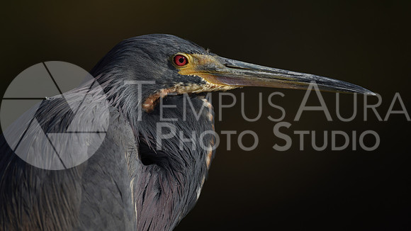 Portrait of a Tricolored heron