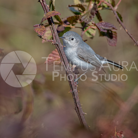 Blue-gray gnatcatcher