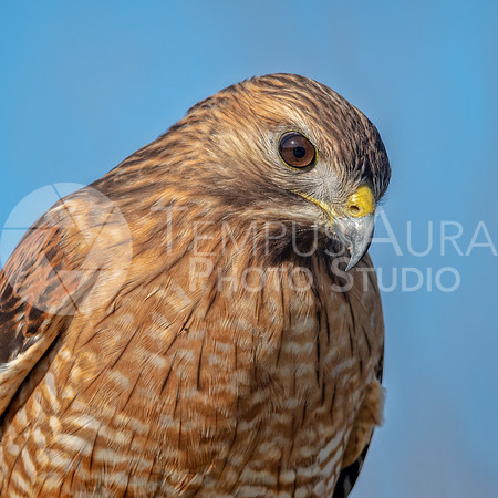 Portrait of a Red-shouldered hawk
