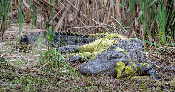 13.5 ft 700LBS American alligator