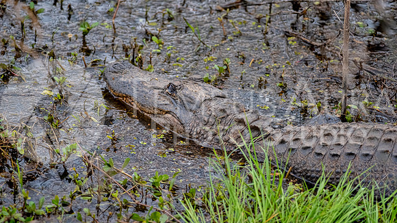 American alligator