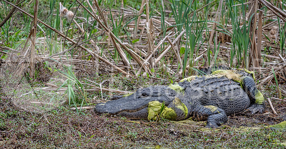 13.5 ft 700LBS American alligator