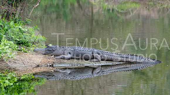 American alligator