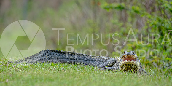 American alligator - The Guardian of the Path - by Steve Troletti