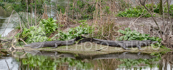 American alligator