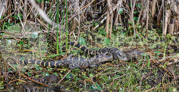 American Alligator