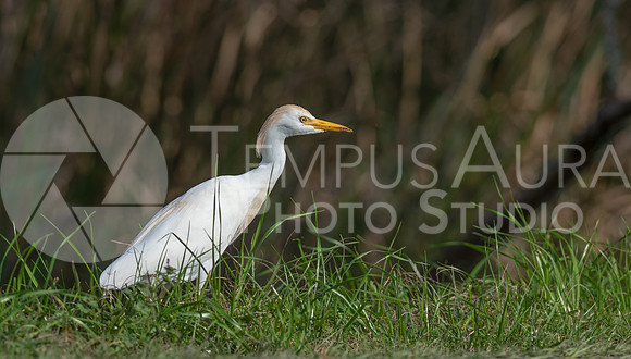Cattle egret