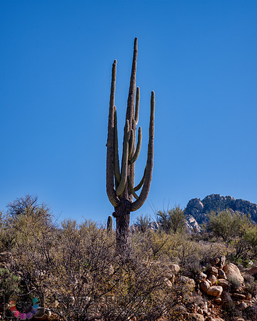 Saguaro Cactus Arizona