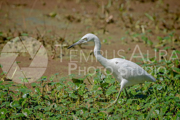 Juvenile little blue heron / Aigrette bleue juvénile