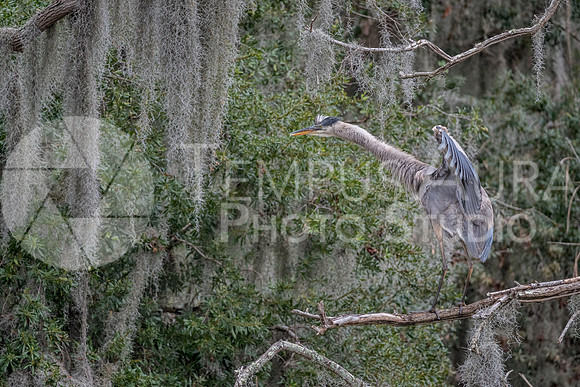 Great Blue Heron / Grand héron