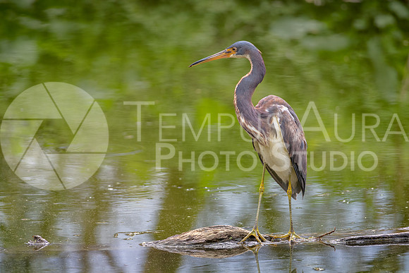 Tricolored heron