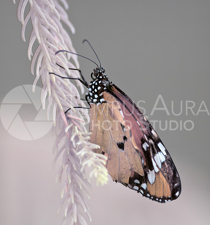 Monarch Butterfly - Papillon Monarque - Full-Spectrum IR