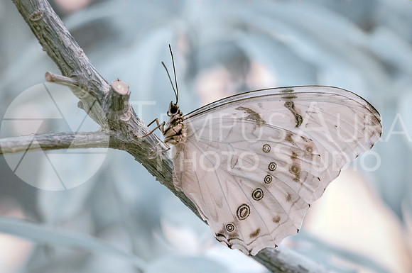 Rice paper Butterfly - Papillon Leuconé - Full-Spectrum