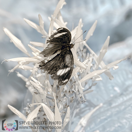 Great eggfly bolina - Bolina - Full-Spectrum IR