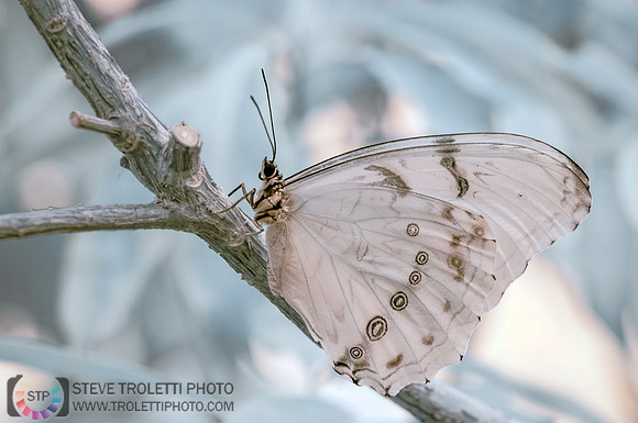 Rice paper Butterfly - Papillon Leuconé - Full-Spectrum