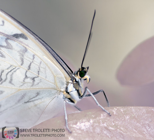 Rice paper Butterfly - Papillon Leuconé - Full-Spectrum