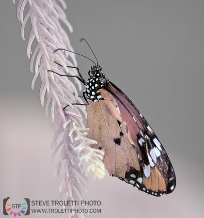 Monarch Butterfly - Papillon Monarque - Full-Spectrum IR