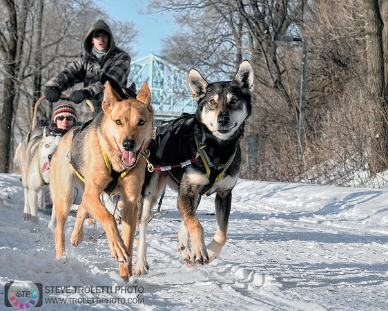 Dog Sled Ride / Promenades en traîneau à chiens (Fête des neiges de Montréal)