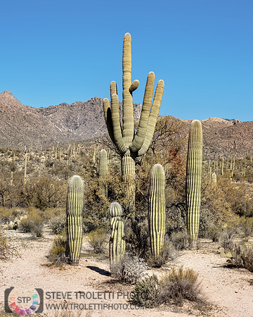 Saguaro Cactus Arizona