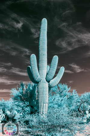 Saguaro Cactus - Arizona - INFRARED