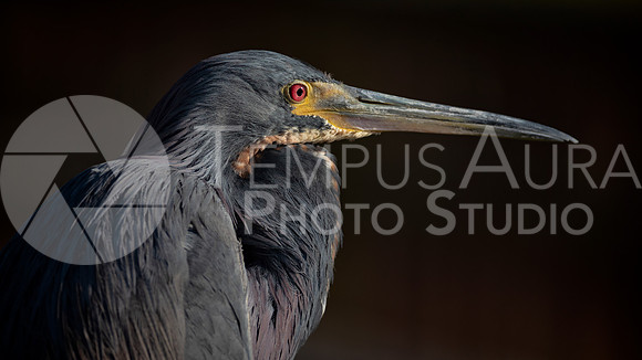Portrait of a Tricolored heron