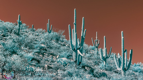 Saguaro Cactus - Arizona - INFRARED