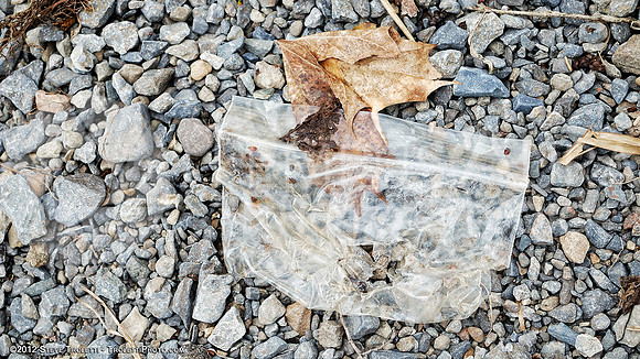 Trash Littering the banks of Montreal's Île-de-la-Visitation Nature Park