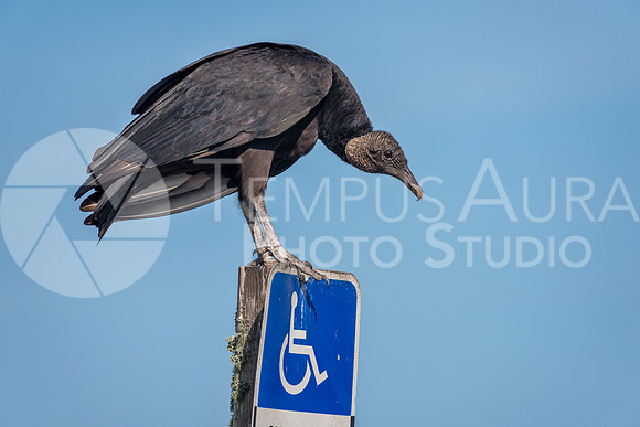 Black vulture Perched