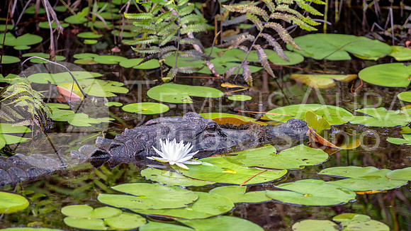 Female Alligator and Nymphaeaceae