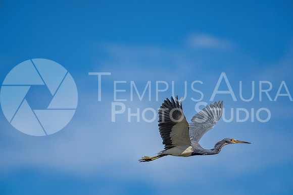 Tricolored heron in flight / Aigrette tricolore