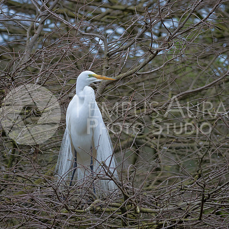 Great egret / Grande Aigrette