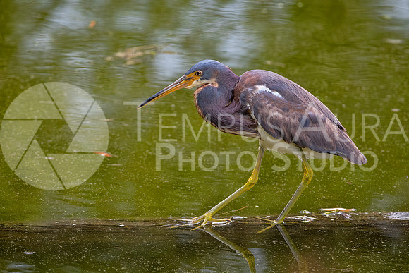 Tricolored heron / Aigrette tricolore