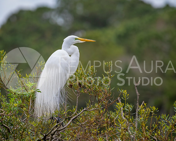 Great egret / Grande Aigrette