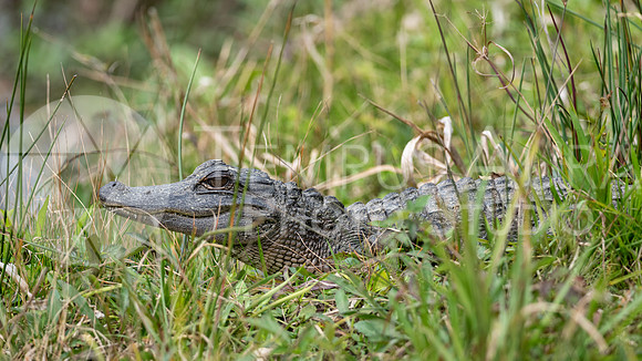 Baby Gator Hiding In Grass