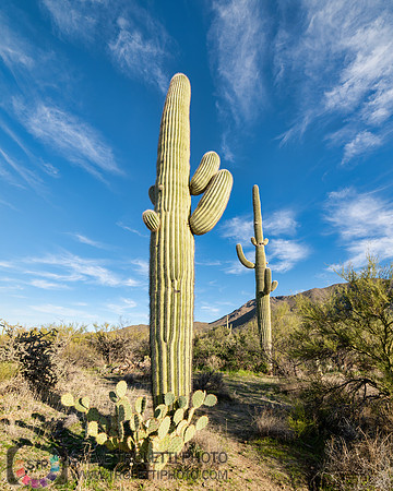 Saguaro Cactus Arizona