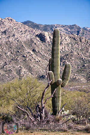 Saguaro Cactus Arizona